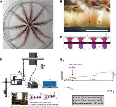 Discovery and functional characterization of neuropeptides in crinoid echinoderms